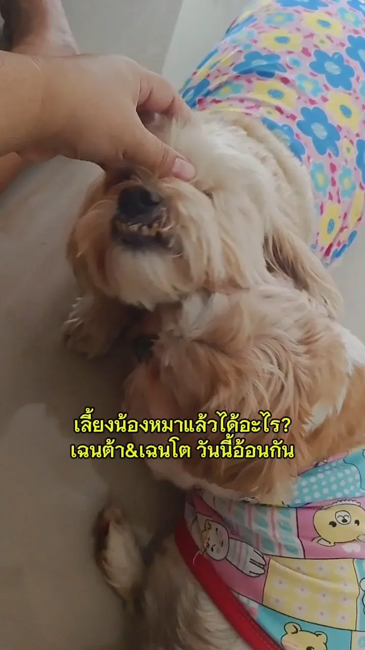เลี้ยงน้องหมาแล้วได้อะไร?
