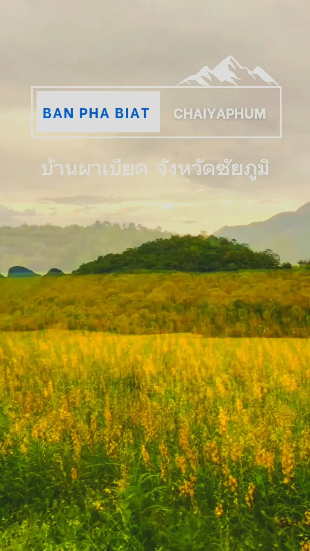 เปิดวาร์ป ทุ่งดอกปอเทืองสีเหลืองอร่าม ณ บ้านผาเบียด | ชัยภูมิ |