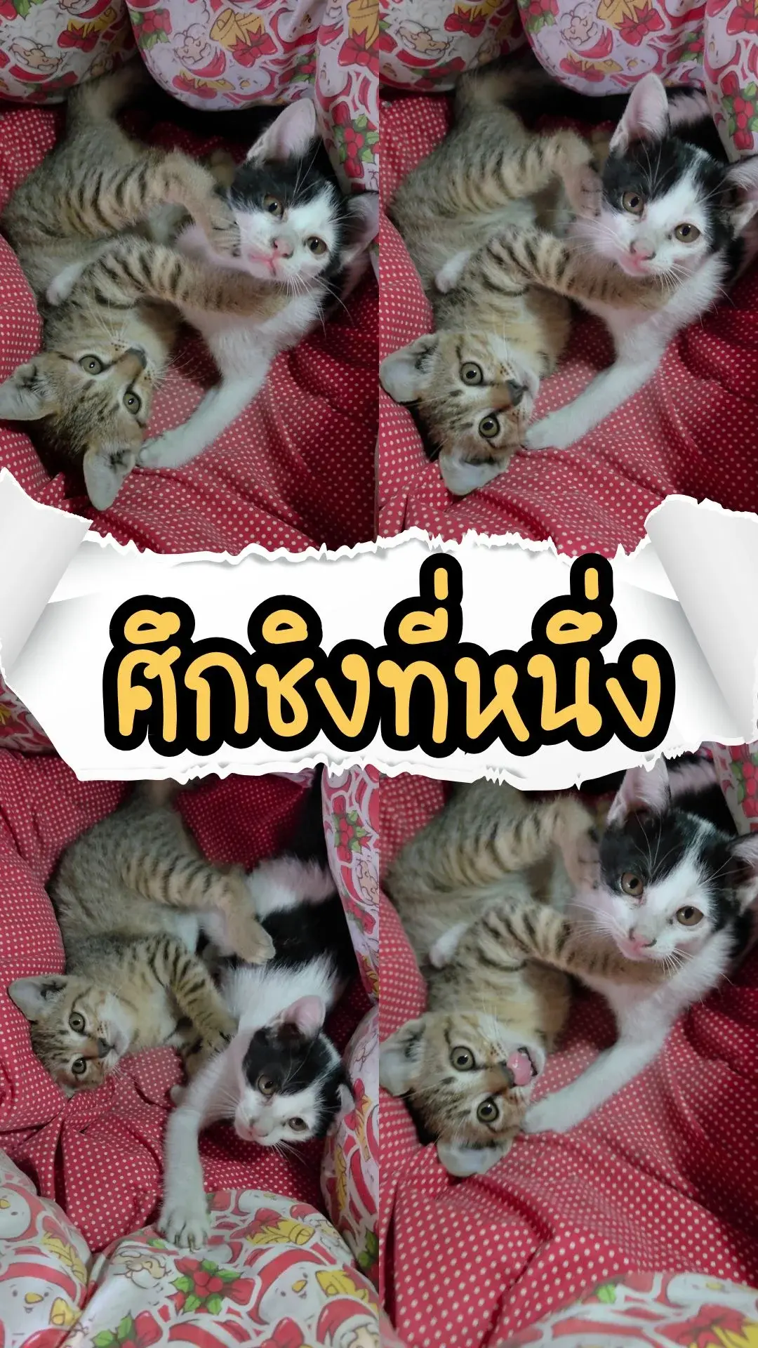 ลูกแมวต่อสู้! ศึกชิงที่หนึ่งของบ้าน โครตขำ โครตป่วน วินาทีนี้ต้องดู!!!