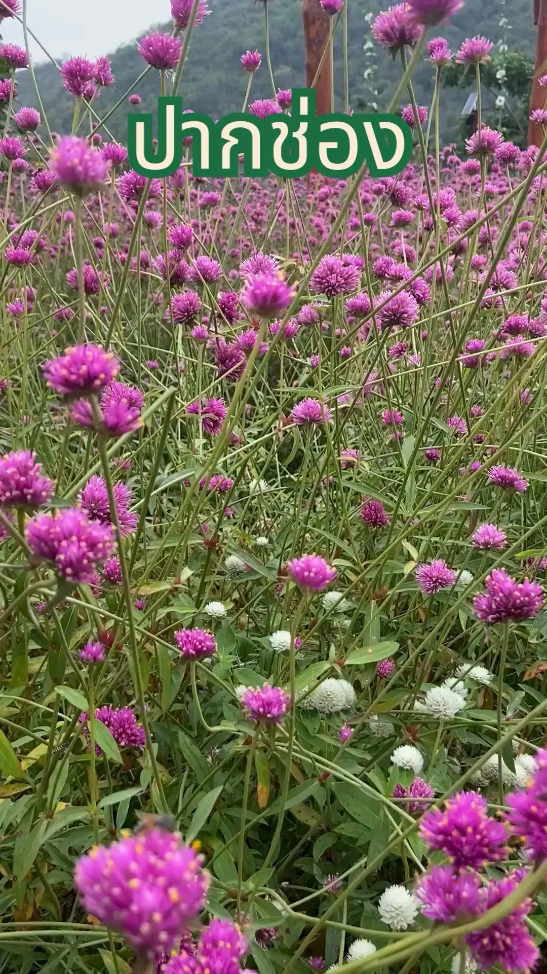 ดอกไม้ และ ภูเขา @ ปากช่อง นครราชสีมา