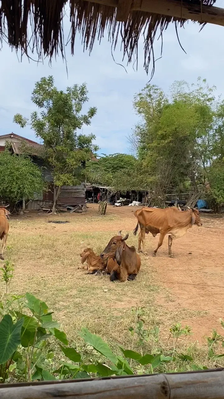 บรรยากาศดีมาก ☘️