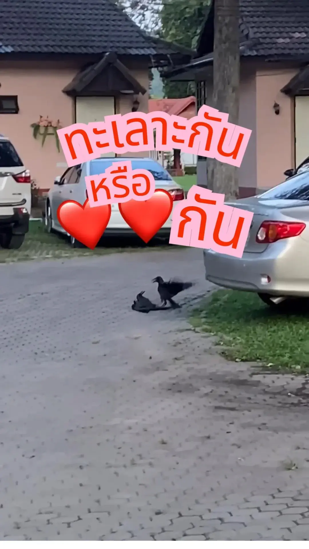 ทะเลาะกัน หรือ รักกัน ???