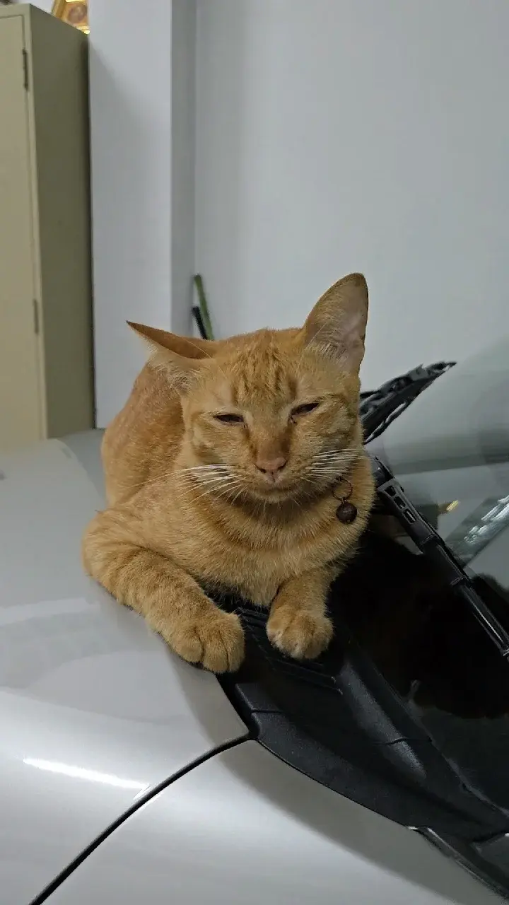 ม้มมื้อบ่น้อ 🎵