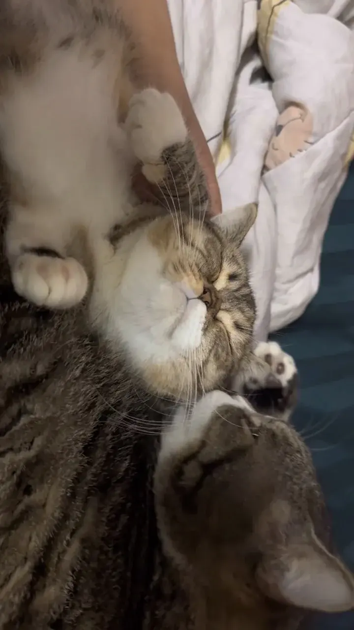 แมวเด็กน่ากินจังเลย