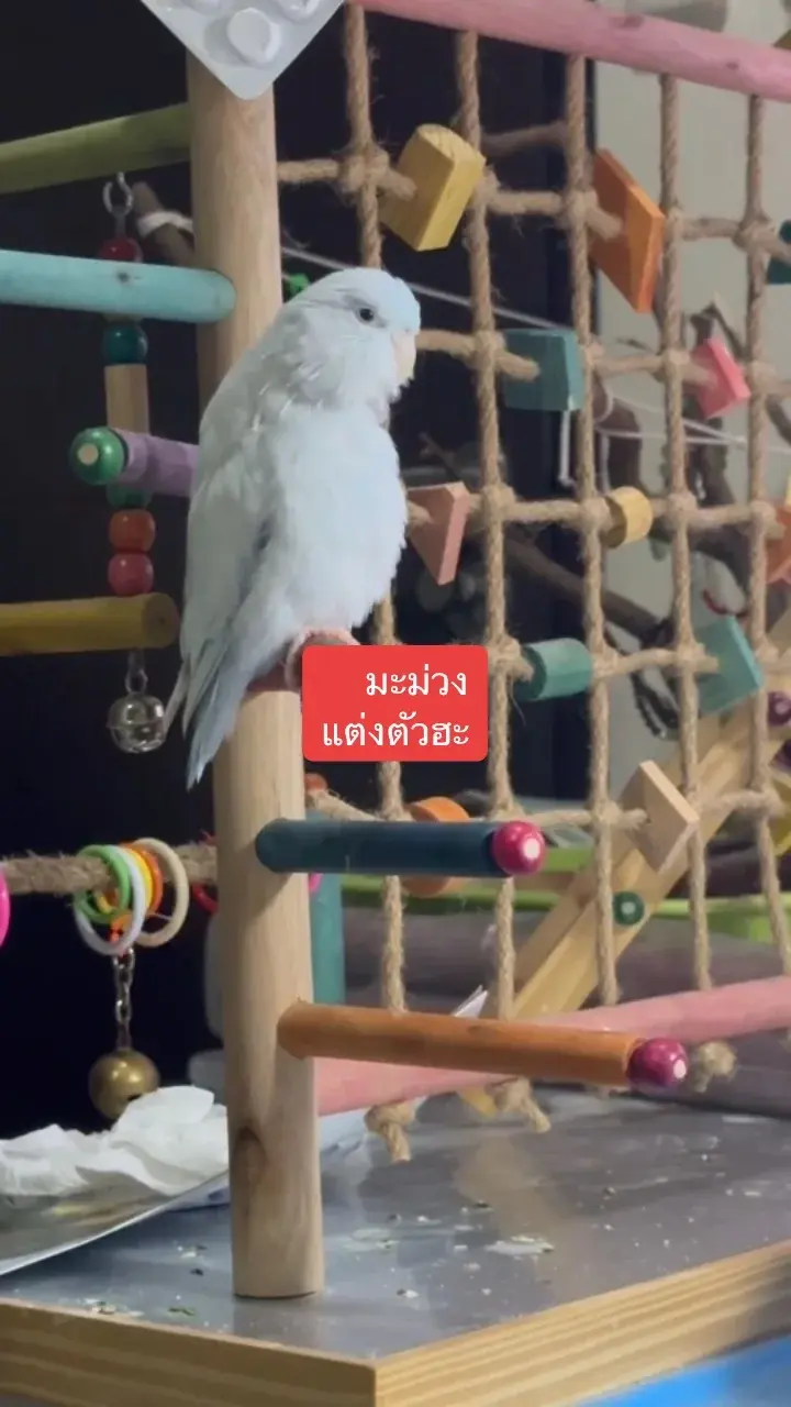 มะม่วง นกแก้วตลก หล่อ อ้วน 🦜
