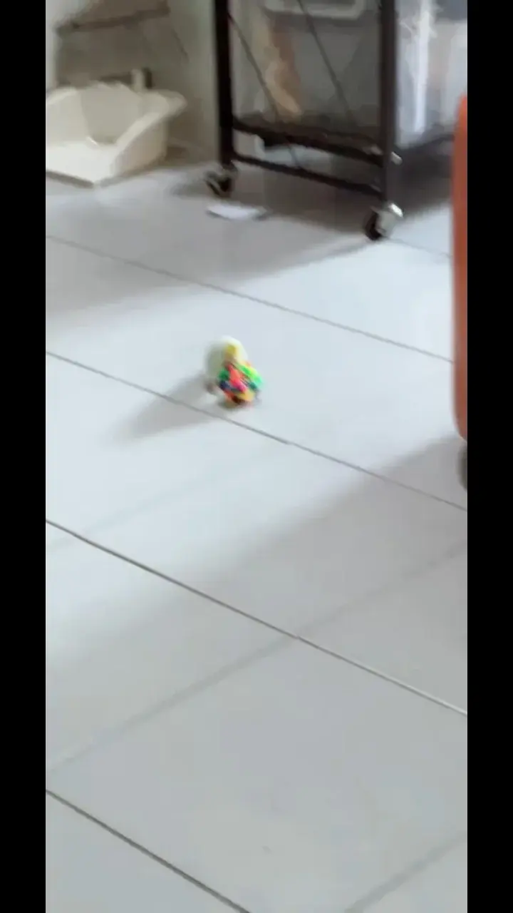 มะตูมเป็นนกเรียบร้อย 😜🦜