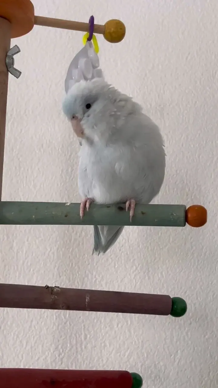 มีคนเลิ่กลั่ก ❤️🦜