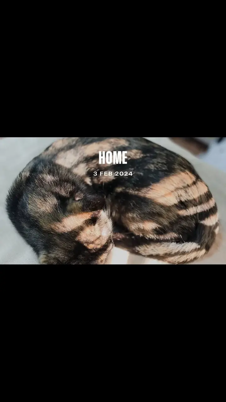 แมวของฉัน