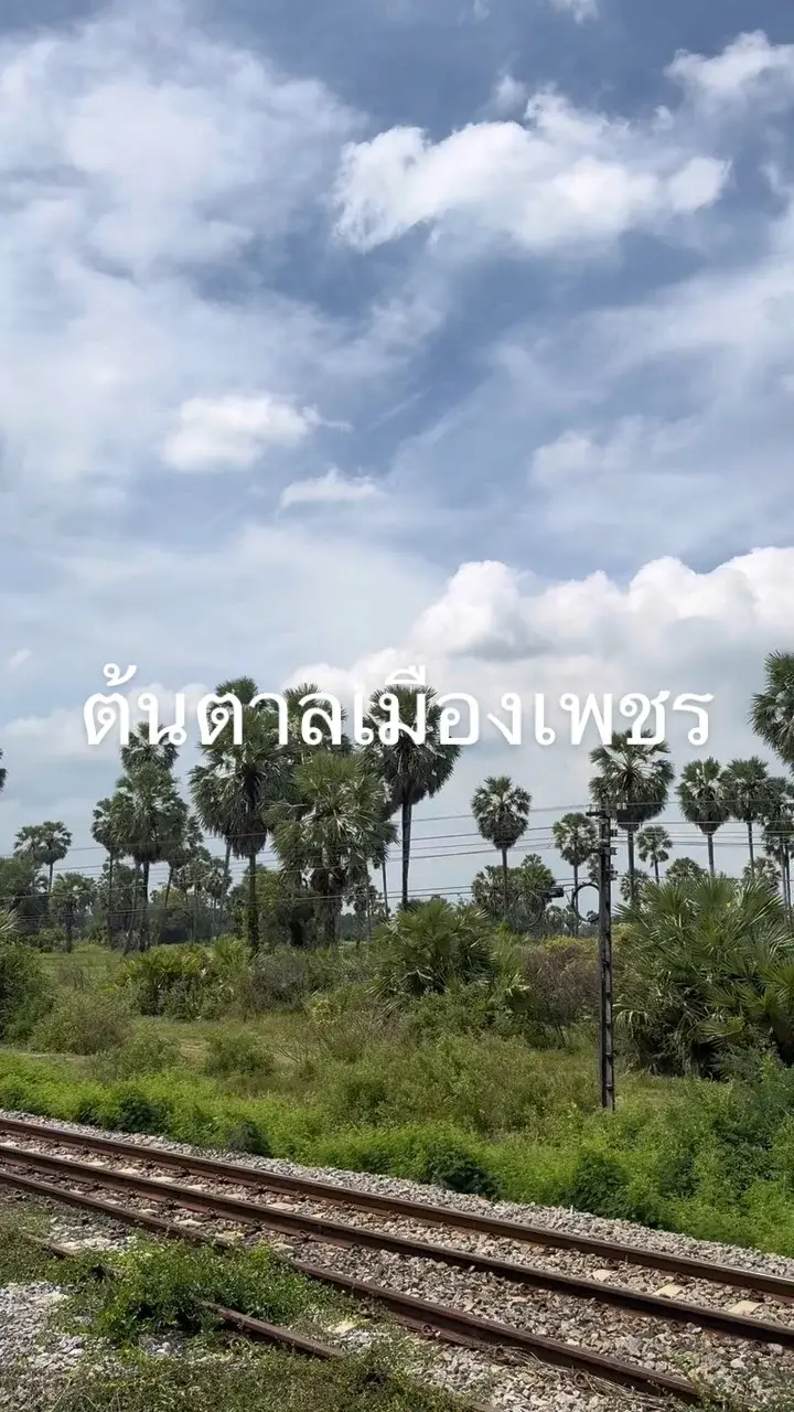 ต้นตาลเมืองเพชร ริมทางรถไฟ