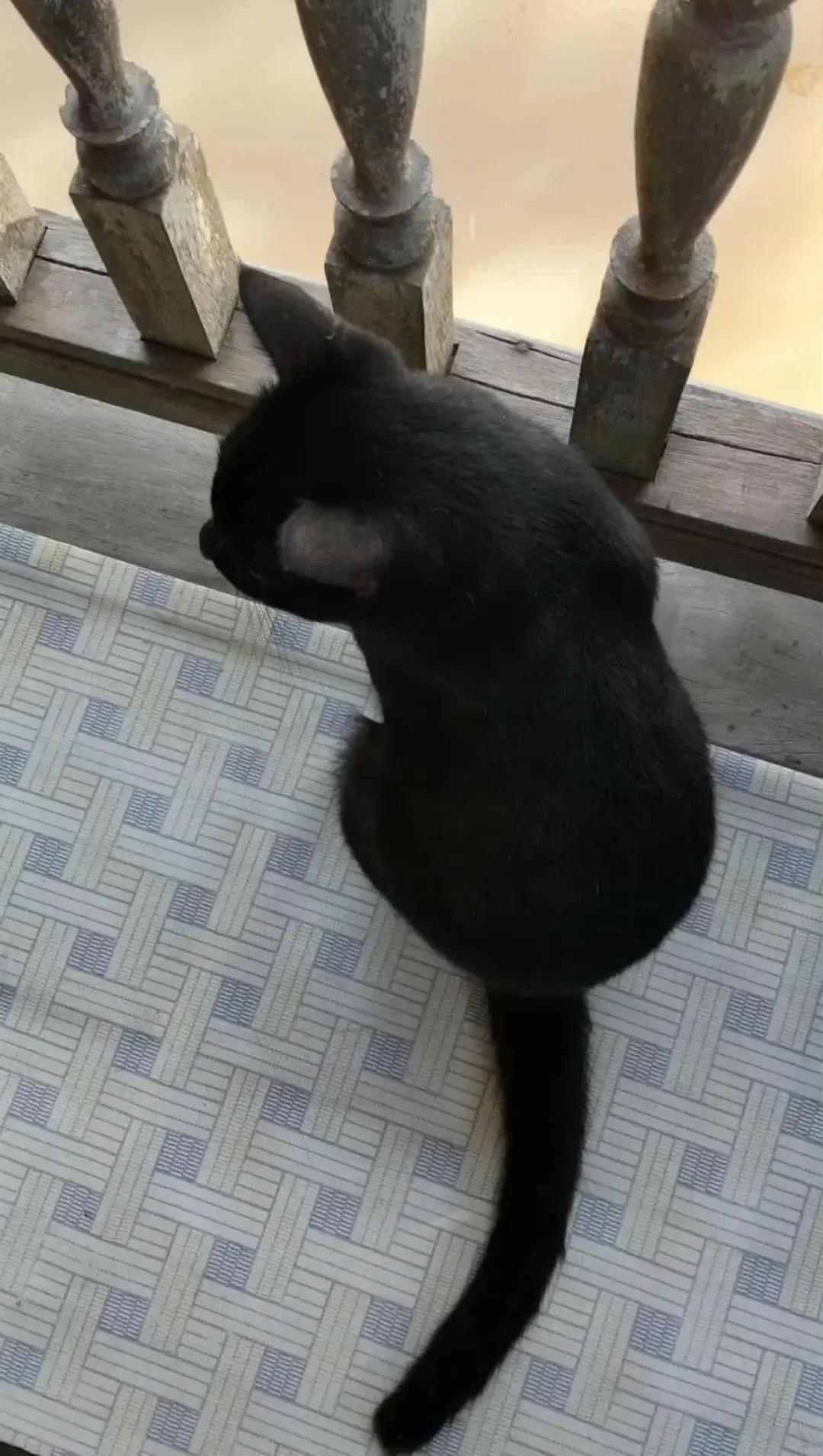 แมวมองดูน้ำ