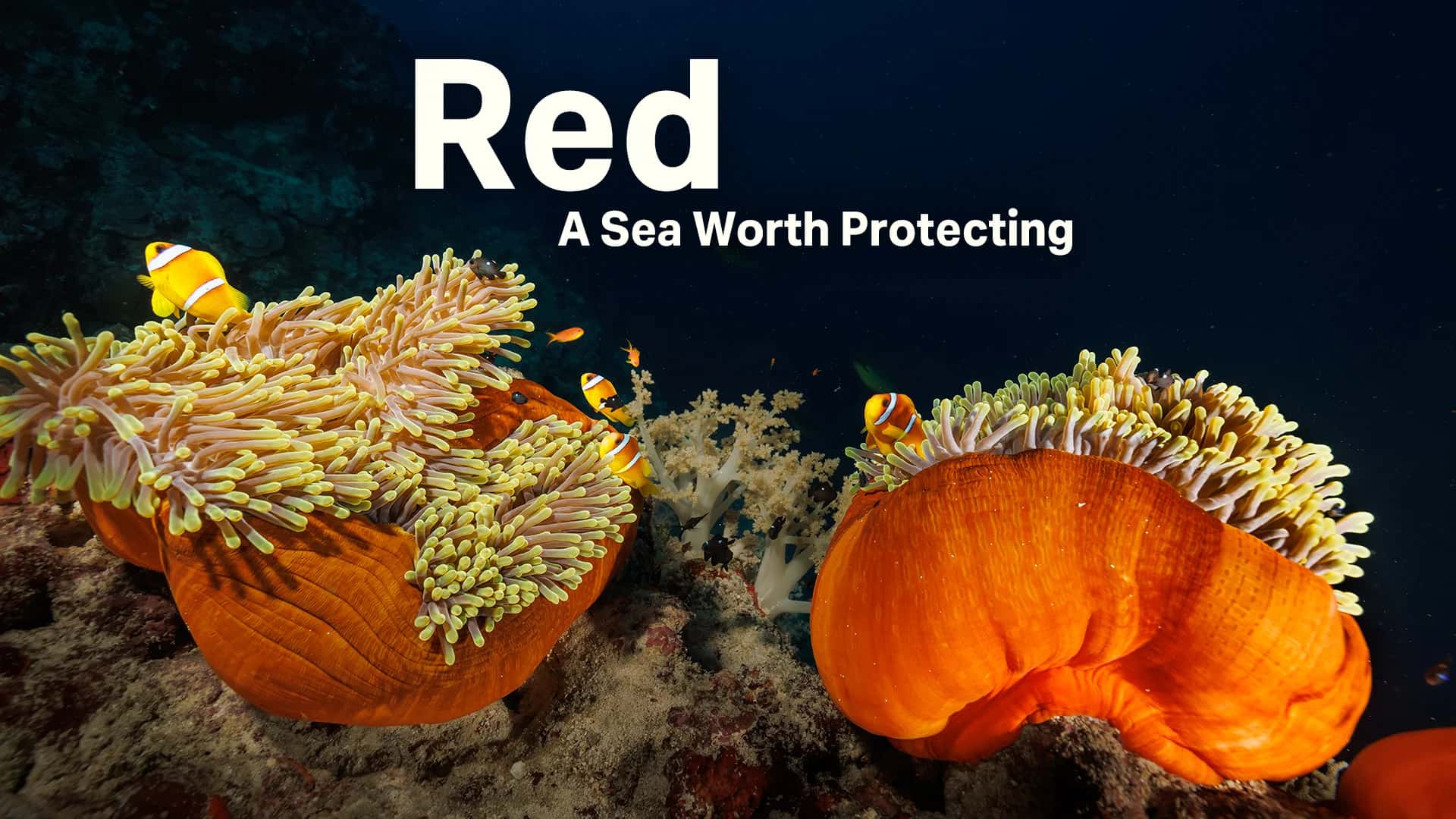 Red: A Sea Worth Protecting