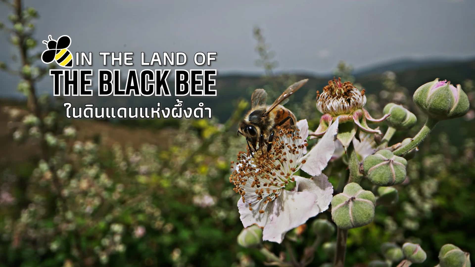 ในดินแดนแห่งผึ้งดำ