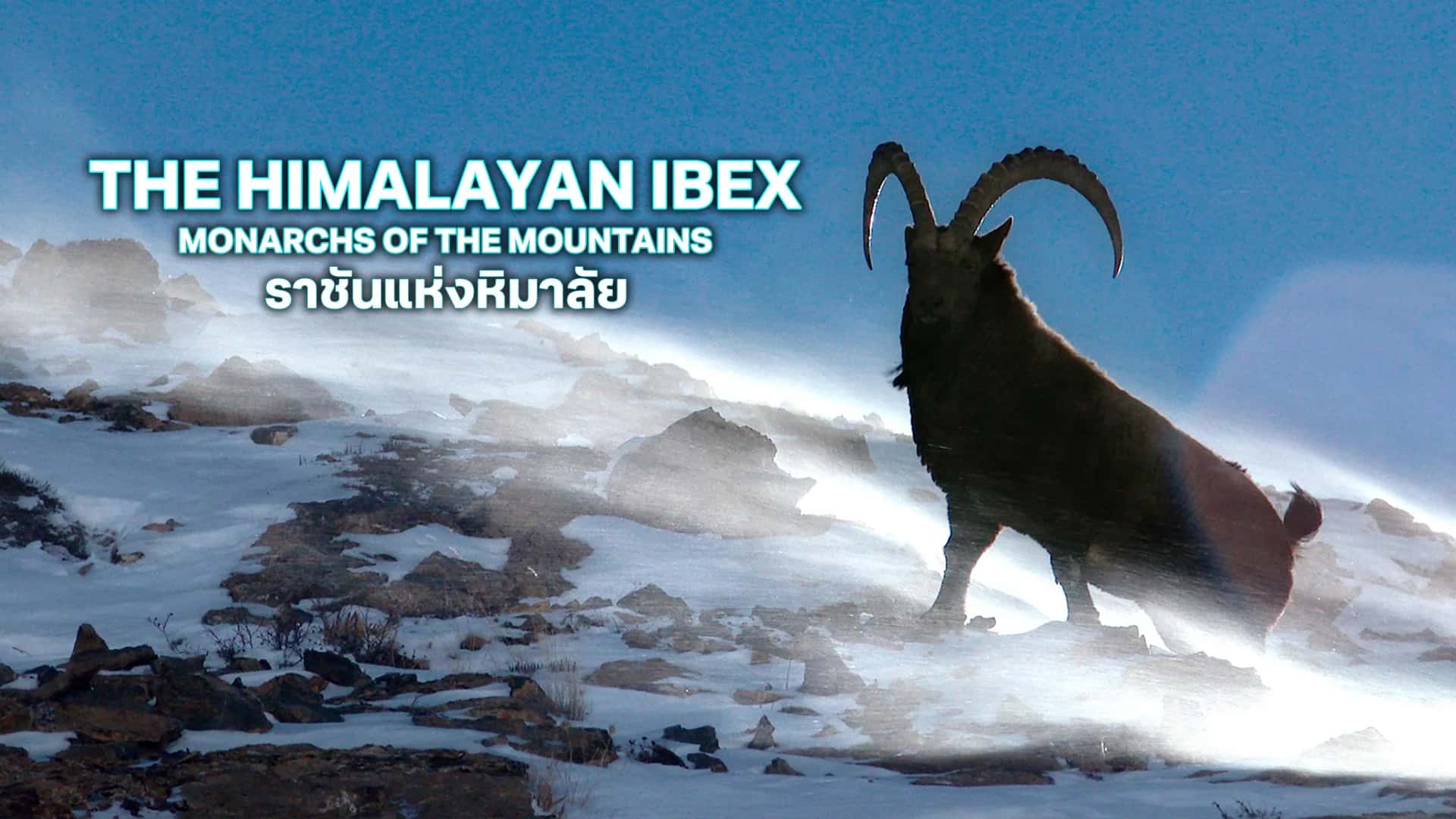 The Himalayan Ibex – Monarchs of the Mountains