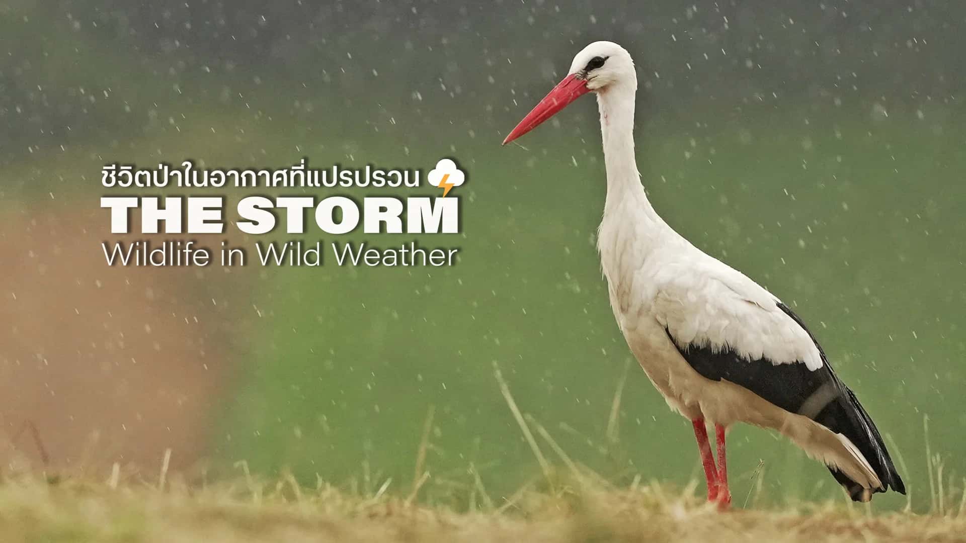 ชีวิตป่าในอากาศที่แปรปรวน