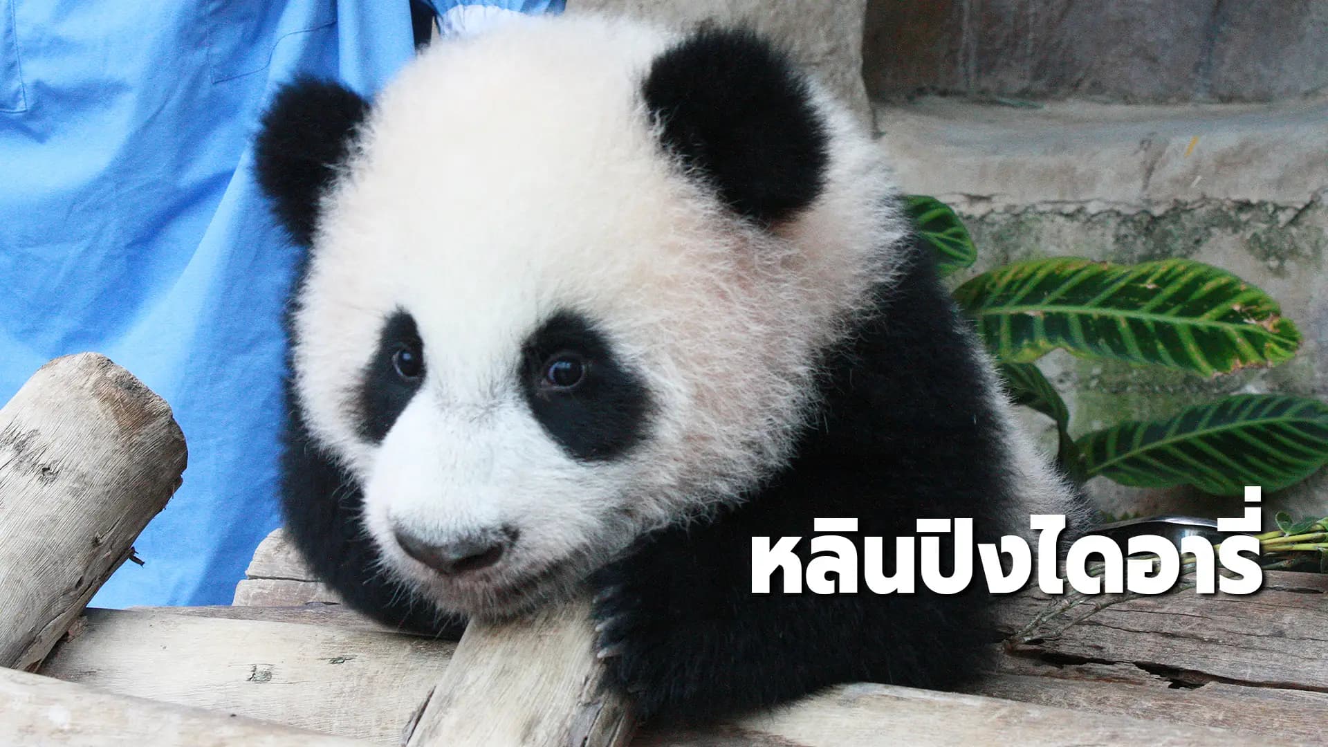 หลินปิงไดอารี่