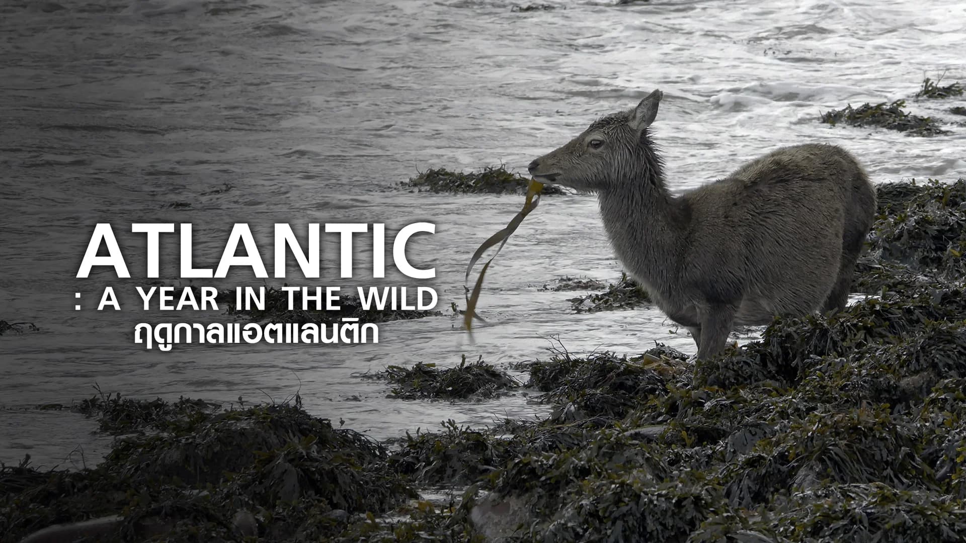 Atlantic: A Year in the Wild
