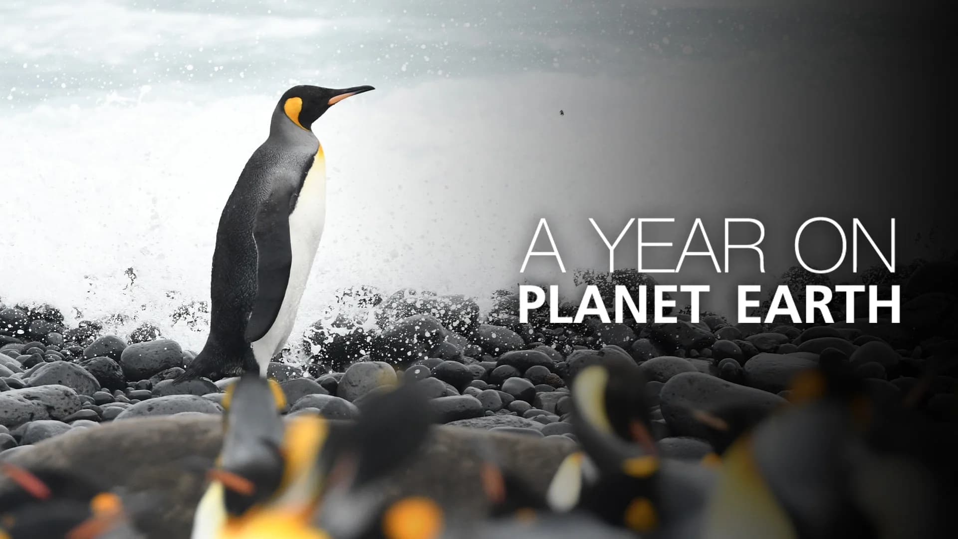 A Year on Planet Earth