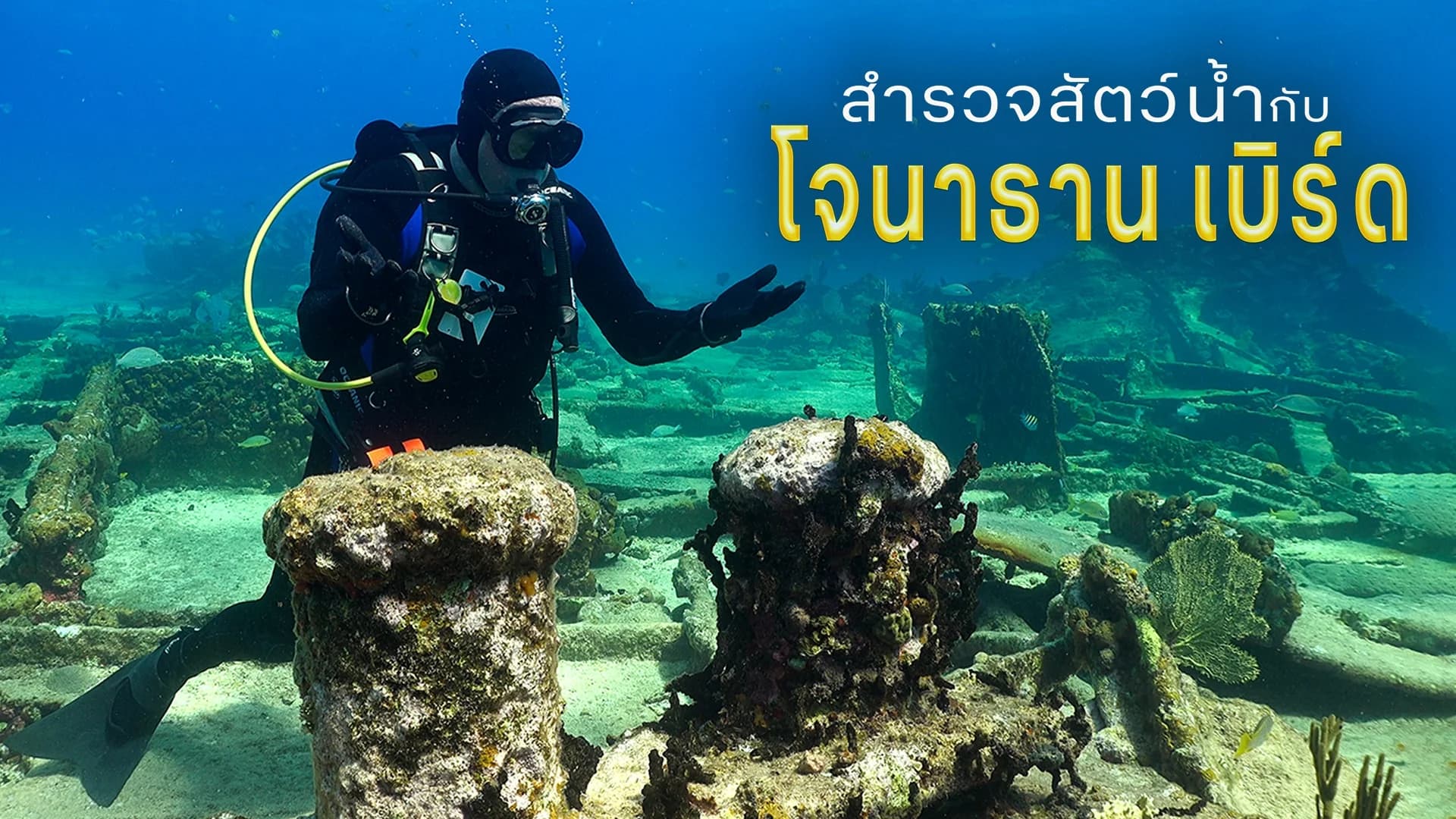 สำรวจสัตว์น้ำกับโจนาธาน เบิร์ด ปี 7