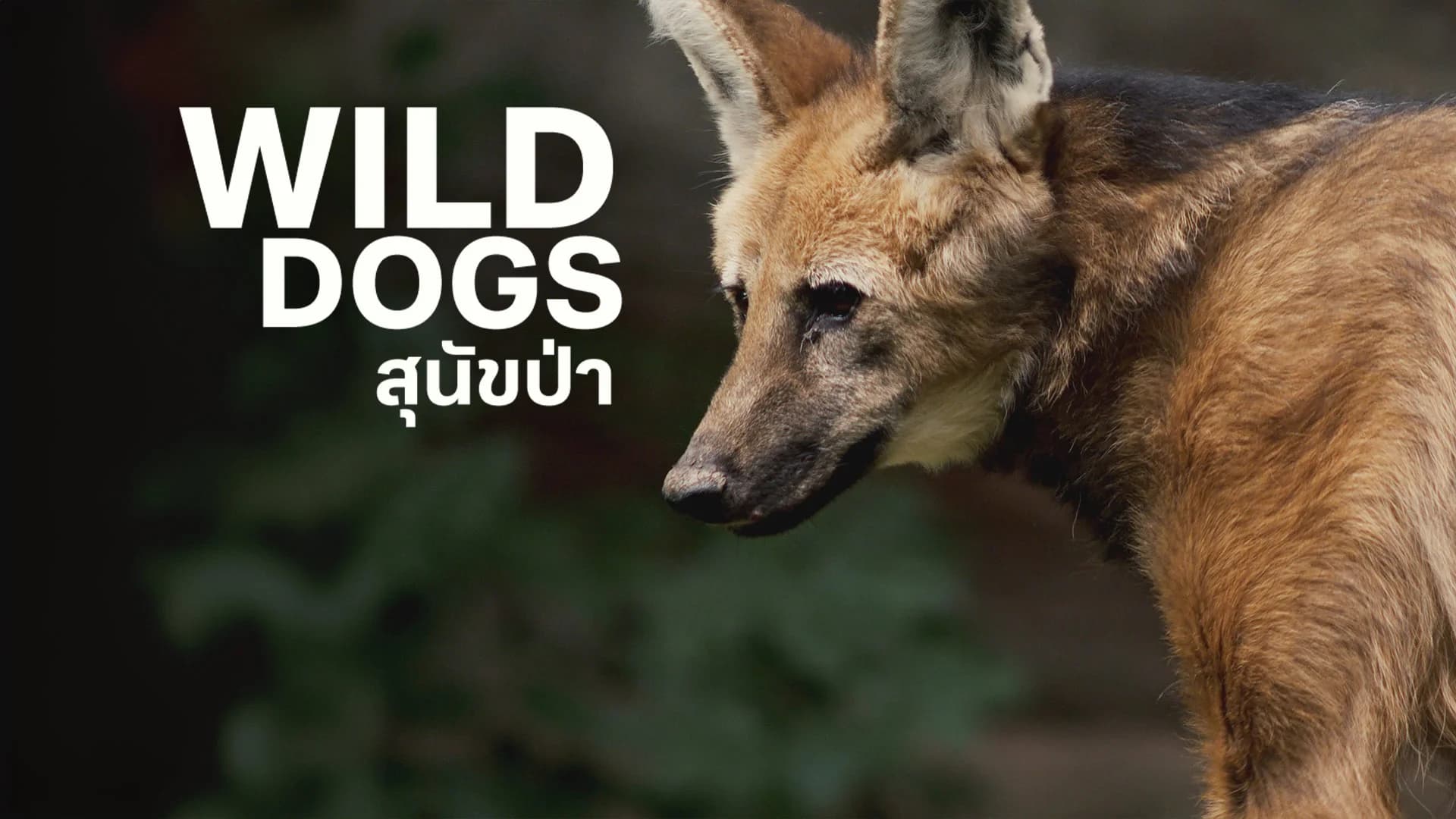 สุนัขป่า