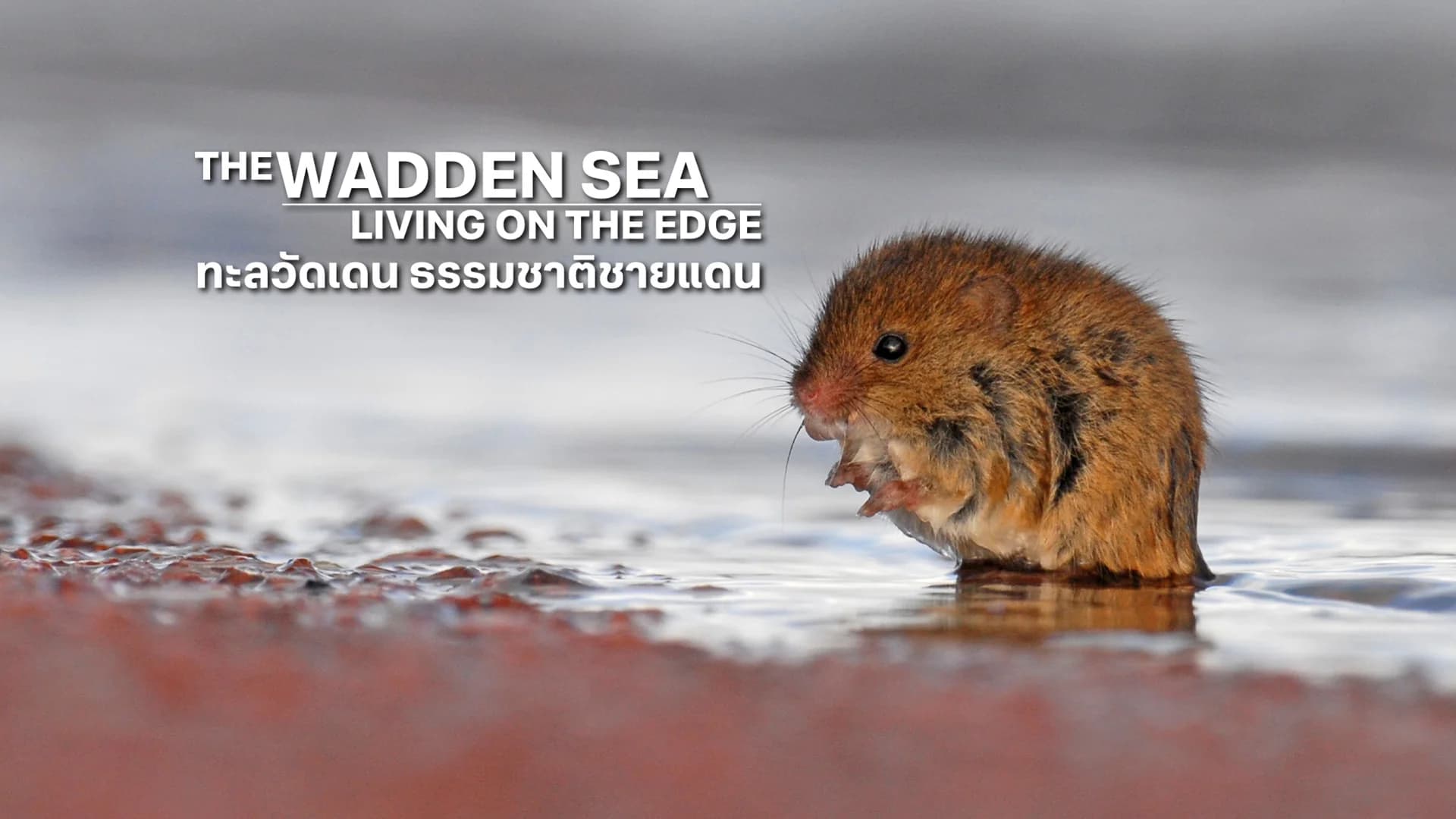 ทะลวัดเดน ธรรมชาติชายแดน