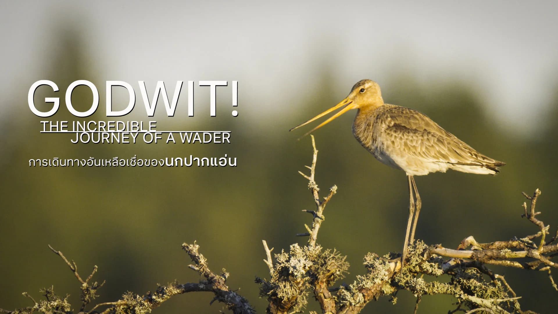 การเดินทางอันเหลือเชื่อของนกปากแอ่น