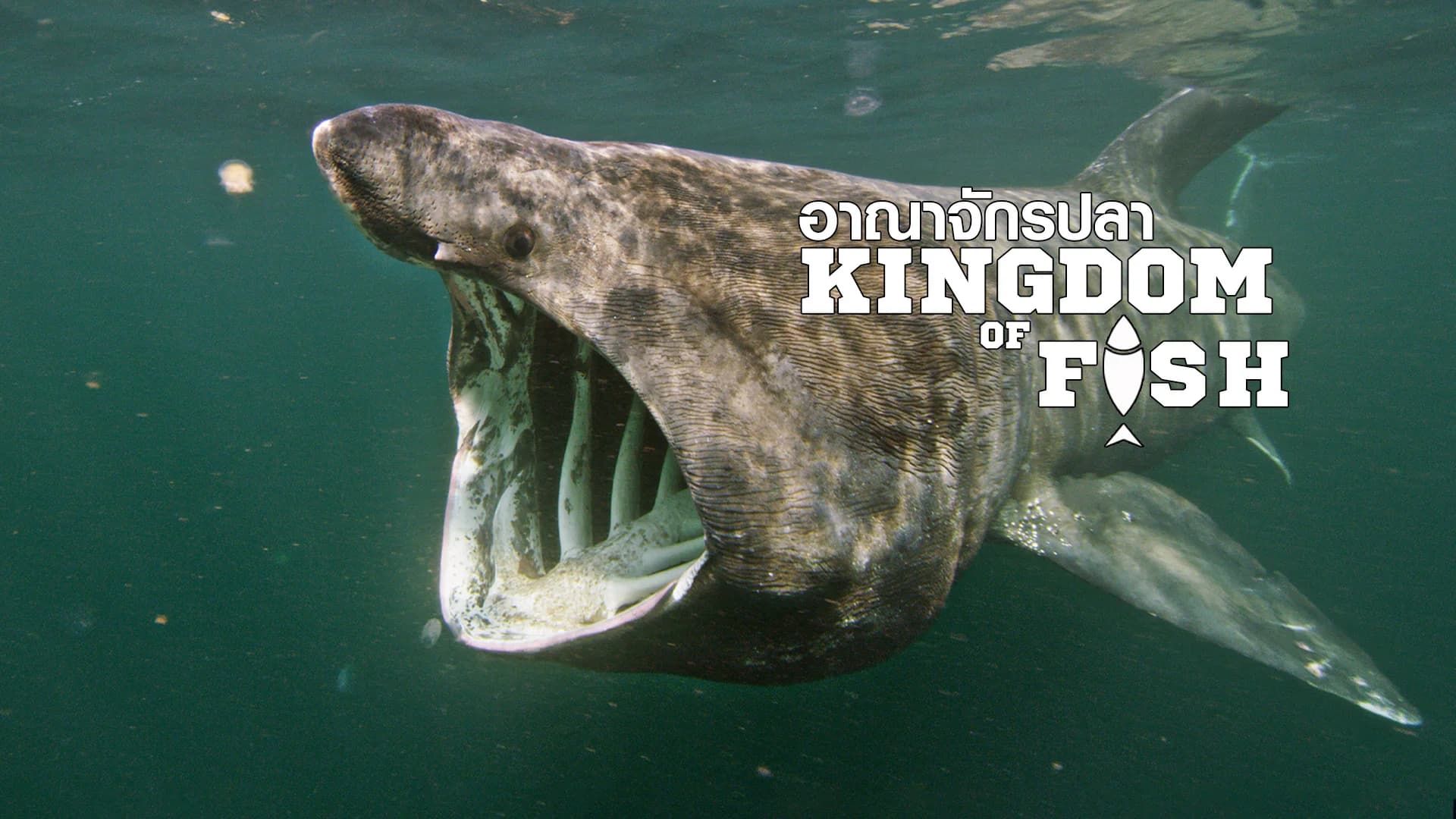 อาณาจักรปลา
