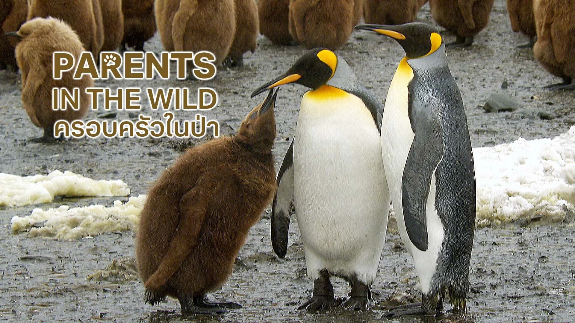 ครอบครัวในป่า